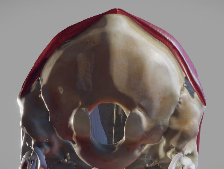 Skull and facial muscles Low-poly 3D model_10