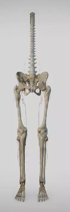 Lower Limb skeleton and nerves Low-poly 3D model