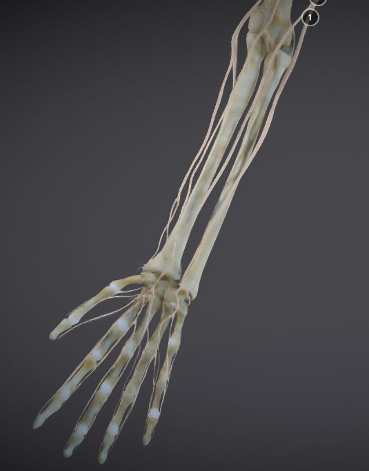 Upper Limb skeleton and nerve supply Low-poly 3D model_17