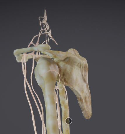 Upper Limb skeleton and nerve supply Low-poly 3D model_8