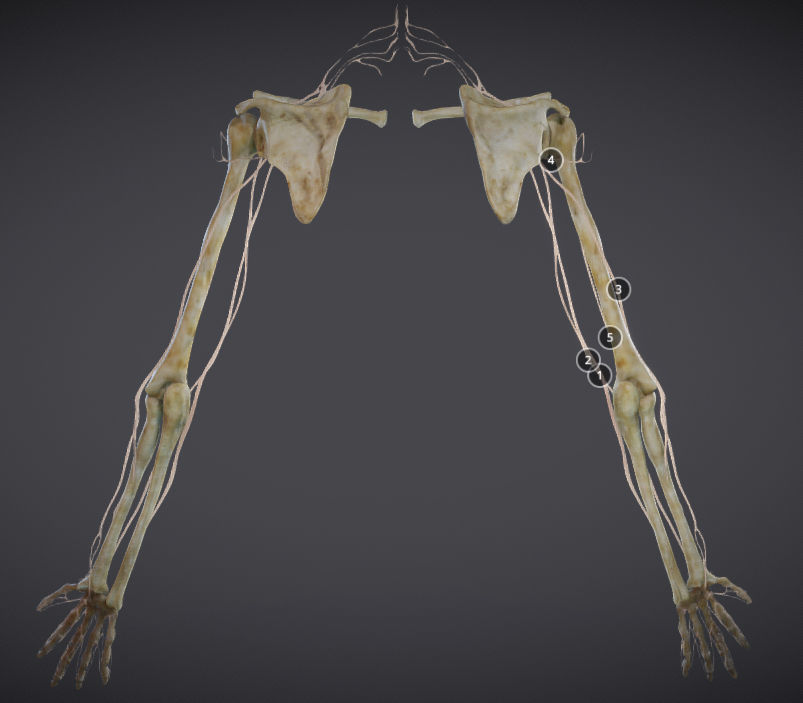 Upper Limb skeleton and nerve supply Low-poly 3D model_5