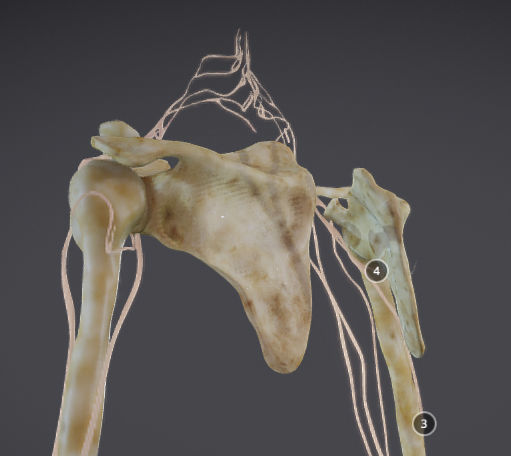 Upper Limb skeleton and nerve supply Low-poly 3D model_9