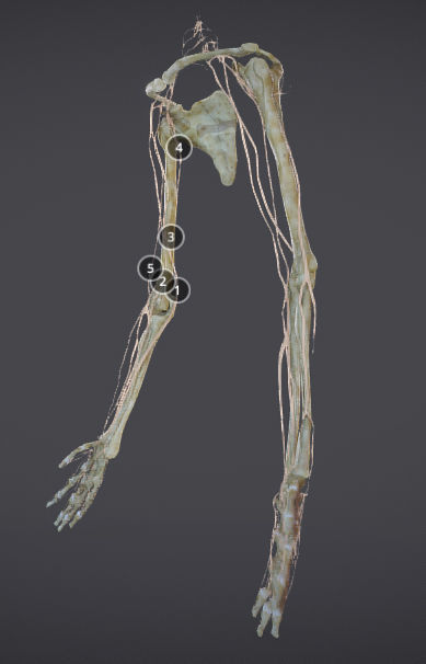 Upper Limb skeleton and nerve supply Low-poly 3D model_2