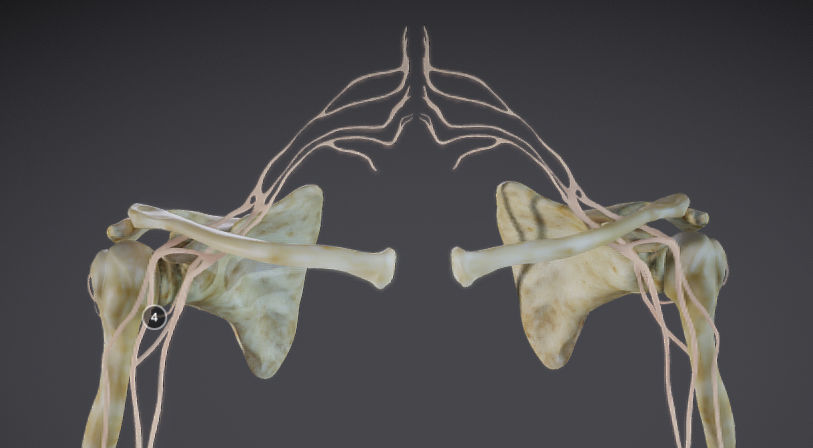 Upper Limb skeleton and nerve supply Low-poly 3D model_6