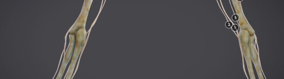 Upper Limb skeleton and nerve supply Low-poly 3D model_14