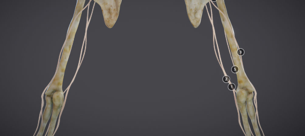 Upper Limb skeleton and nerve supply Low-poly 3D model_11