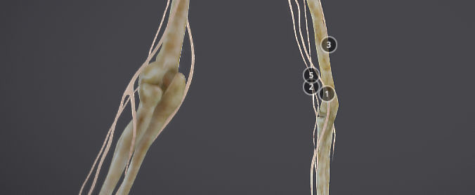 Upper Limb skeleton and nerve supply Low-poly 3D model_13