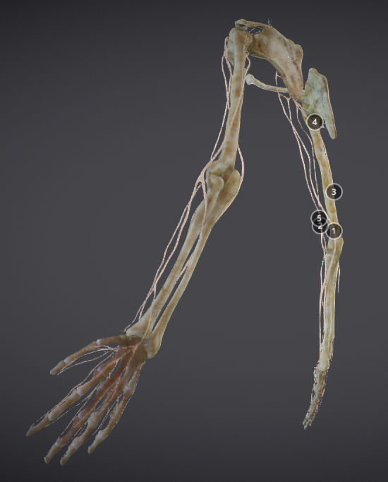 Upper Limb skeleton and nerve supply Low-poly 3D model_4