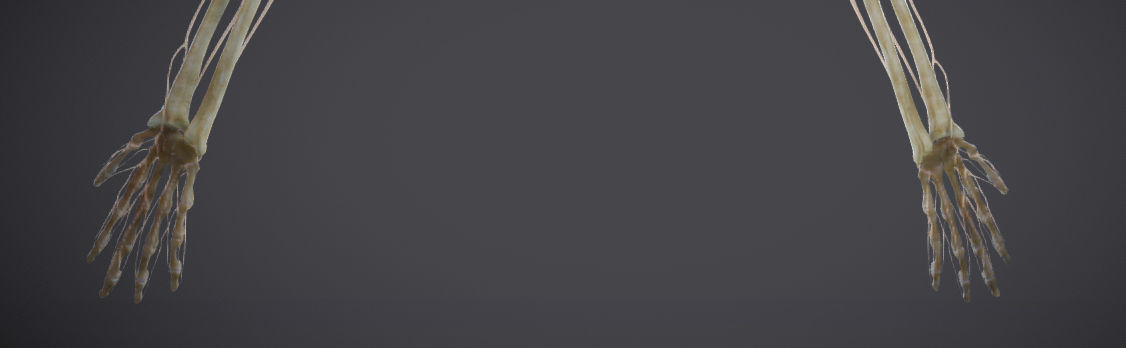 Upper Limb skeleton and nerve supply Low-poly 3D model_15