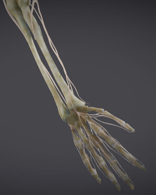 Upper Limb skeleton and nerve supply Low-poly 3D model_16