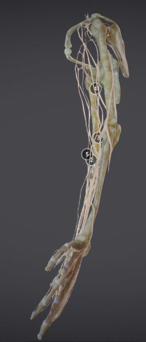 Upper Limb skeleton and nerve supply Low-poly 3D model_3