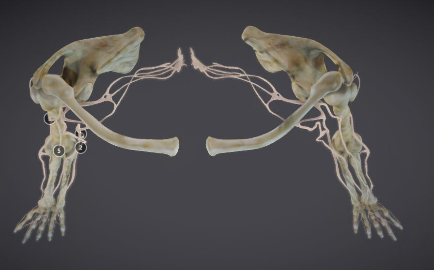 Upper Limb skeleton and nerve supply Low-poly 3D model_18