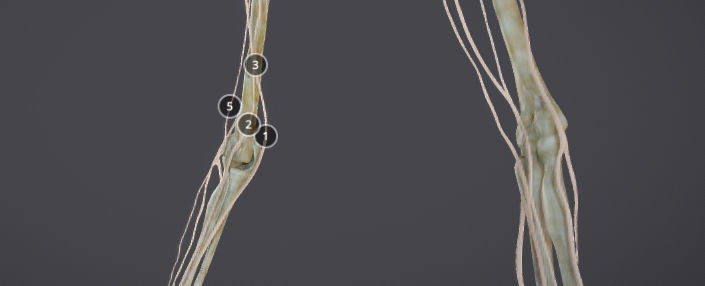 Upper Limb skeleton and nerve supply Low-poly 3D model_12