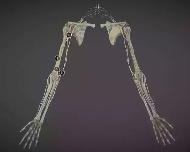 Upper Limb skeleton and nerve supply Low-poly 3D model
