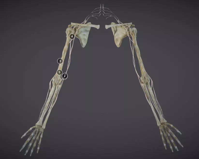 Upper Limb skeleton and nerve supply Low-poly 3D model_0