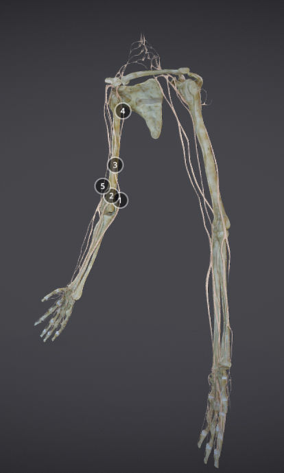 Upper Limb skeleton and nerve supply Low-poly 3D model_1