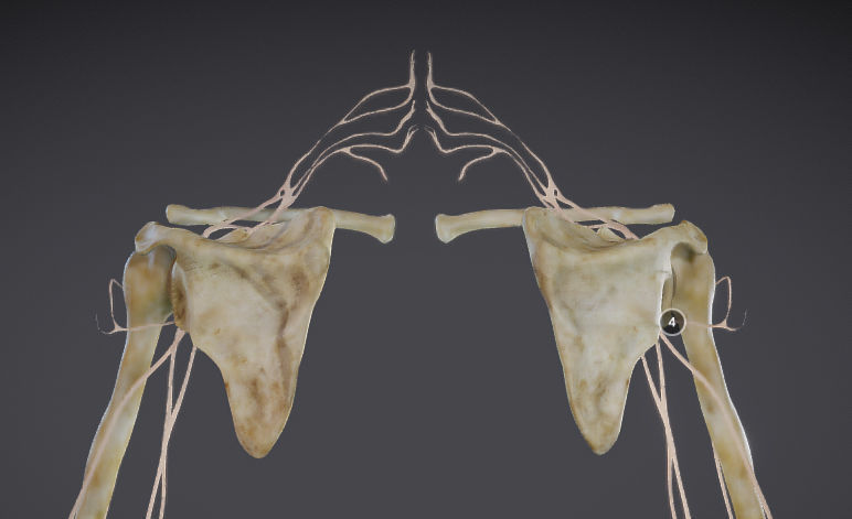 Upper Limb skeleton and nerve supply Low-poly 3D model_10