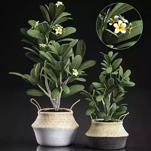 Decorative plumeria trees for the interior in basket 559