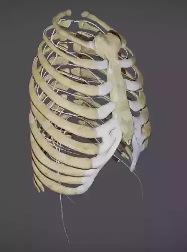 Ribcage with Thoracic nerves Low-poly 3D model