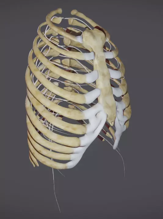 Ribcage with Thoracic nerves Low-poly 3D model