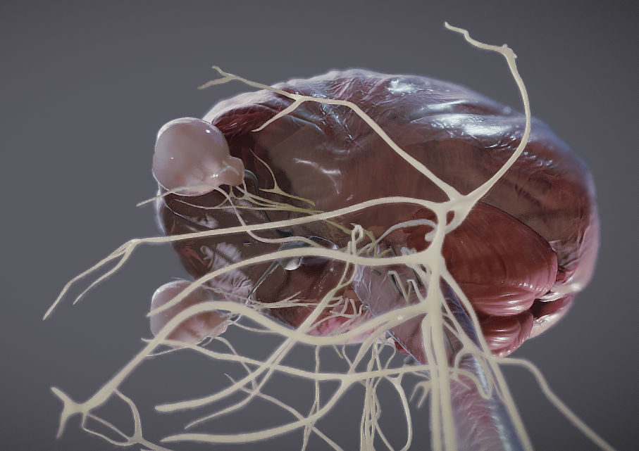 Nervous system and Dura matter Low-poly 3D model_26