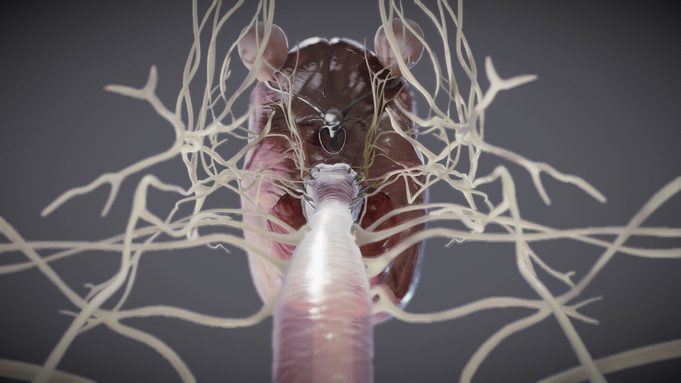 Nervous system and Dura matter Low-poly 3D model_27