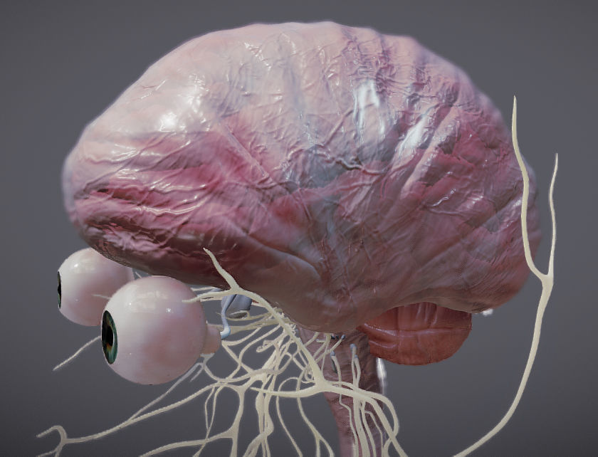 Nervous system and Dura matter Low-poly 3D model_28