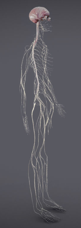 Nervous system and Dura matter Low-poly 3D model_31