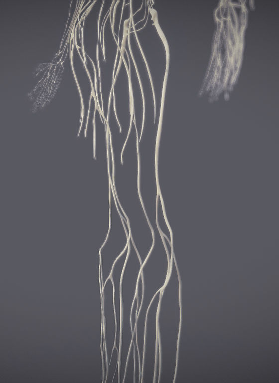 Nervous system and Dura matter Low-poly 3D model_16