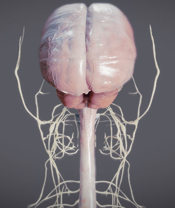 Nervous system and Dura matter Low-poly 3D model_4