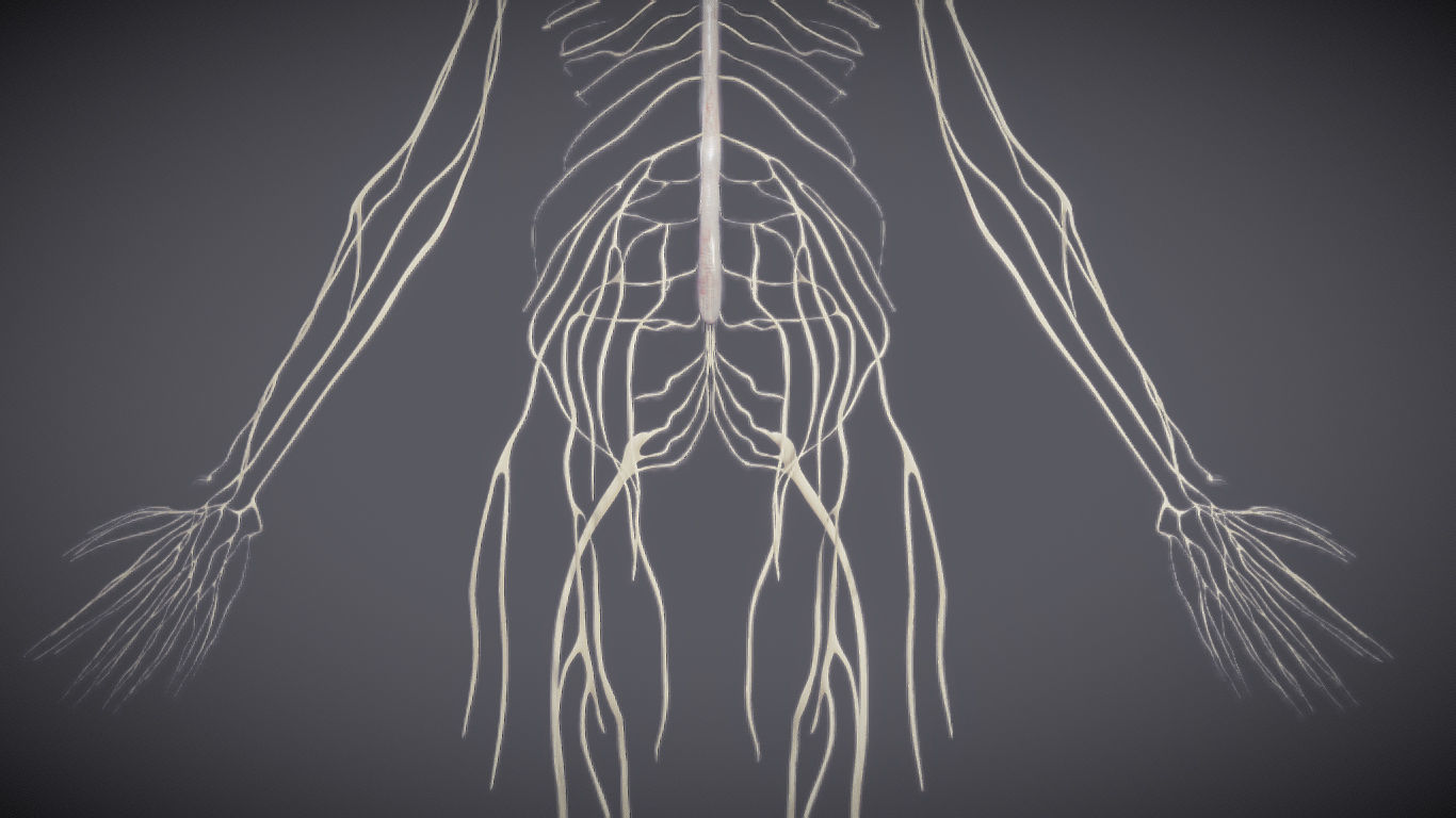 Nervous system and Dura matter Low-poly 3D model_10