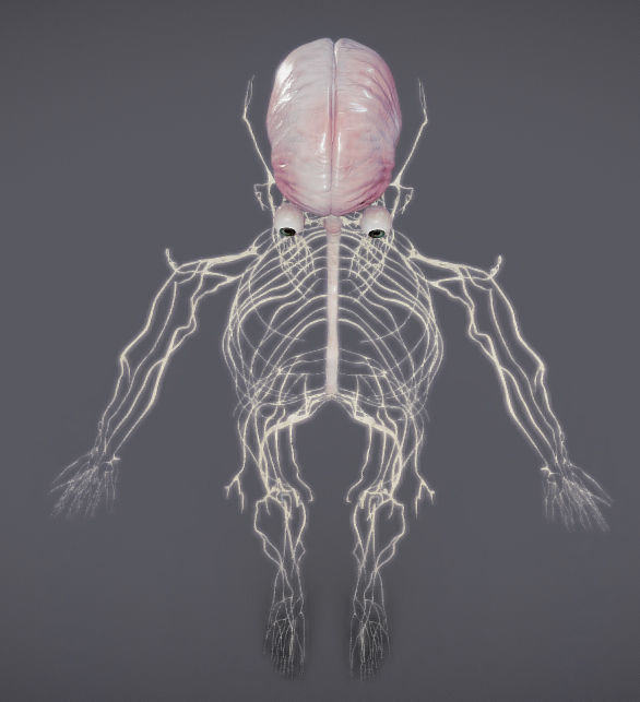 Nervous system and Dura matter Low-poly 3D model_23