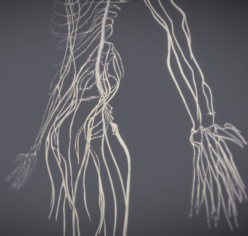 Nervous system and Dura matter Low-poly 3D model_11