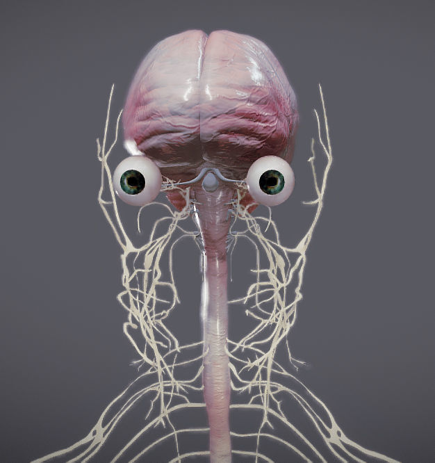 Nervous system and Dura matter Low-poly 3D model_1