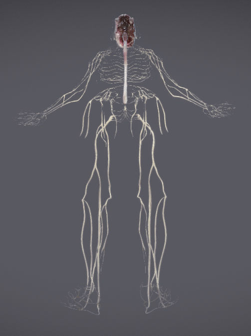Nervous system and Dura matter Low-poly 3D model_22