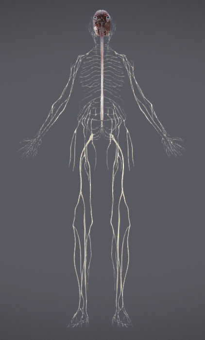 Nervous system and Dura matter Low-poly 3D model_35