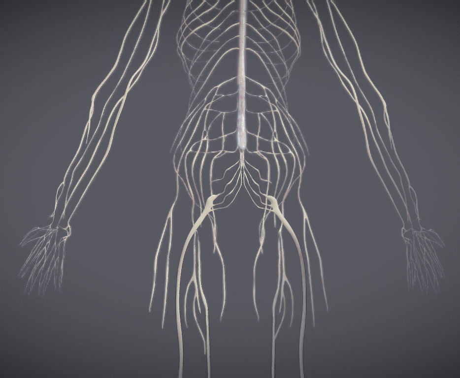 Nervous system and Dura matter Low-poly 3D model_14