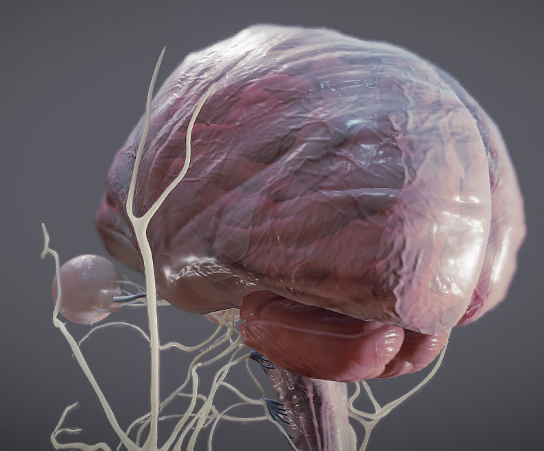 Nervous system and Dura matter Low-poly 3D model_29
