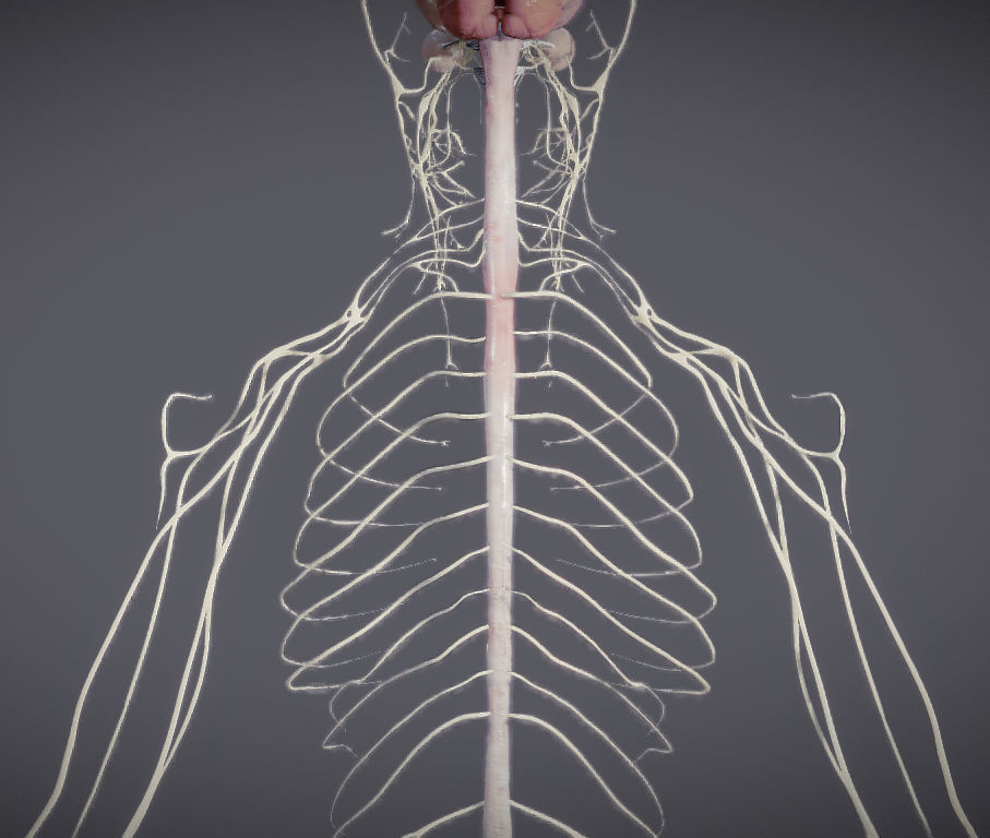 Nervous system and Dura matter Low-poly 3D model_9
