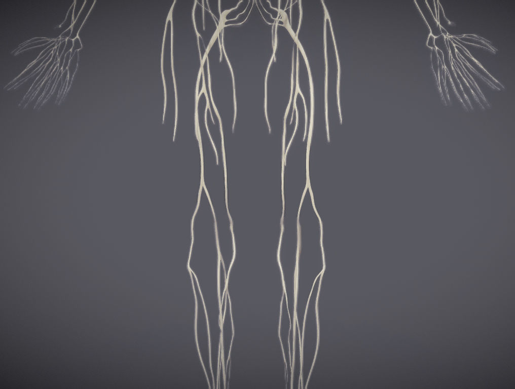 Nervous system and Dura matter Low-poly 3D model_15