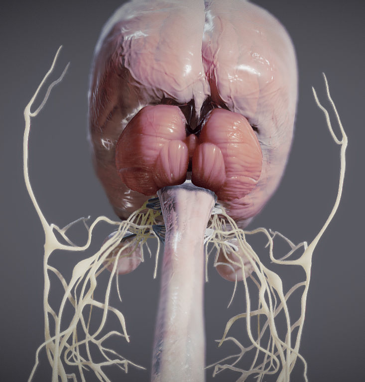 Nervous system and Dura matter Low-poly 3D model_25