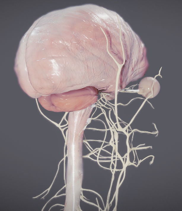 Nervous system and Dura matter Low-poly 3D model_3