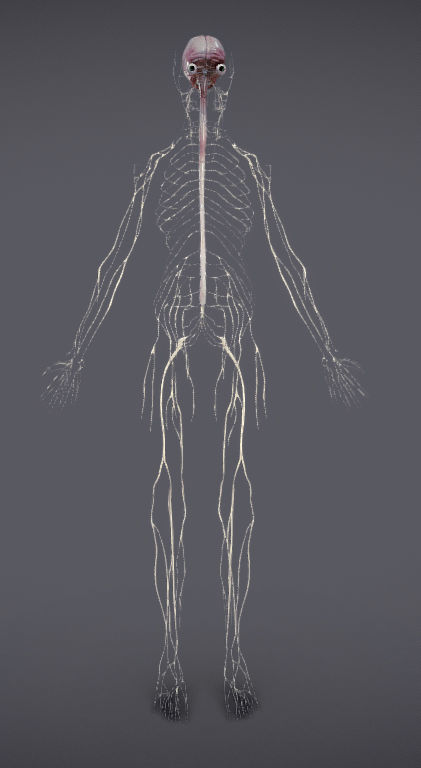 Nervous system and Dura matter Low-poly 3D model_32