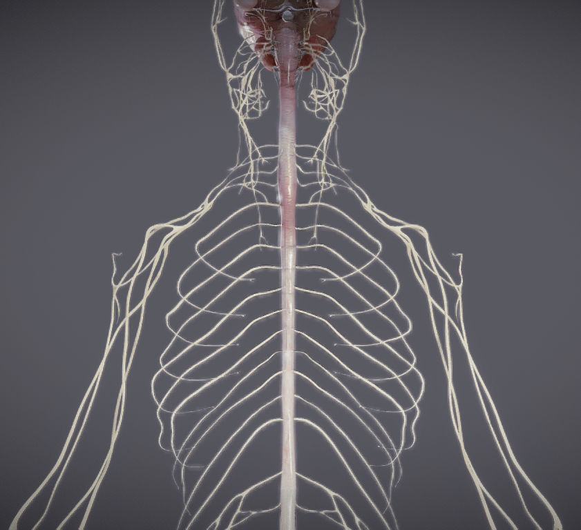 Nervous system and Dura matter Low-poly 3D model_7