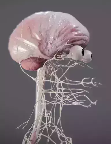 Nervous system and Dura matter Low-poly 3D model