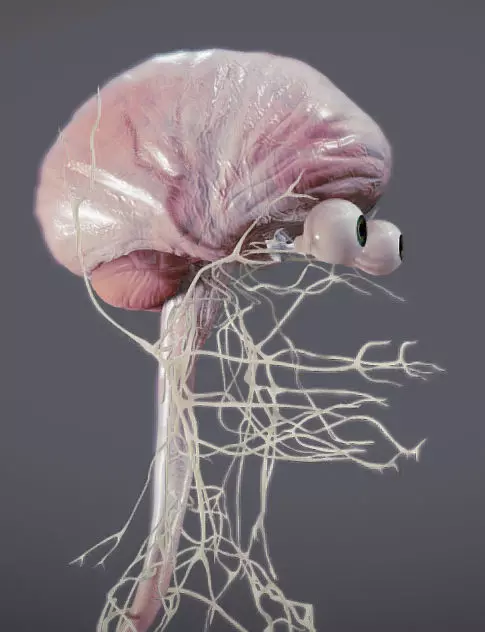 Nervous system and Dura matter Low-poly 3D model_0