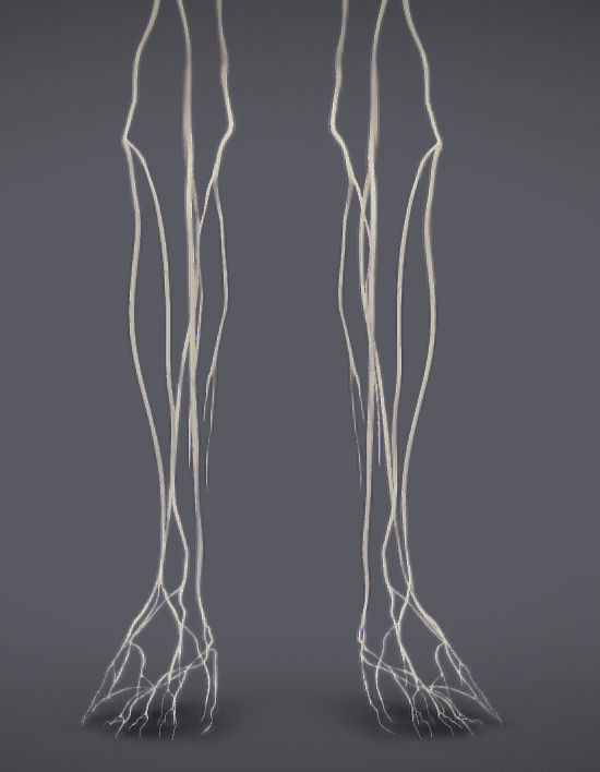 Nervous system and Dura matter Low-poly 3D model_21