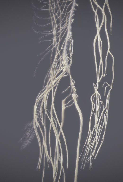 Nervous system and Dura matter Low-poly 3D model_12