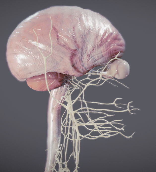 Nervous system and Dura matter Low-poly 3D model_2