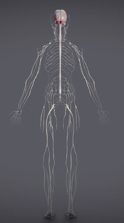 Nervous system and Dura matter Low-poly 3D model_33